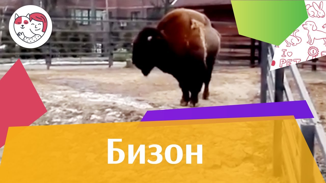Бизон Внешний вид на ilikepet