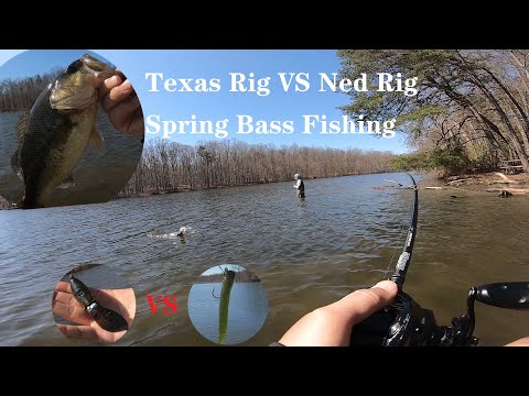 Texas Rig VS Ned Rig Spring Bass Fishing ▎Bank Fishing ▎Burke Lake