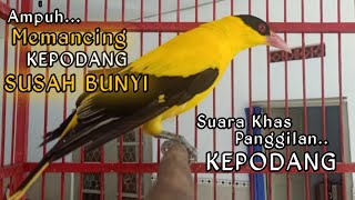 Download lagu ampuh...!!! suara burung kepodang gacor ini bikin kepodang malas bunyi jadi rajin BUNYI mp3