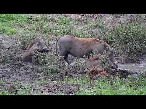 Djuma: Warthog family-one adult and two teens - 16:55 - 12/31/19