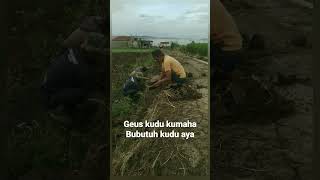Download lagu duit geus te boga gajihan lila mp3