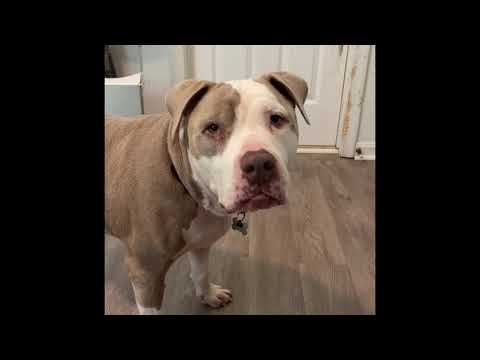 Penny ( I have a video), an adopted American Bulldog Mix in Highland, MD_image-1