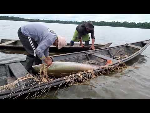 pesca do pirarucu manejado