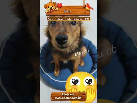 Vídeo de Bento