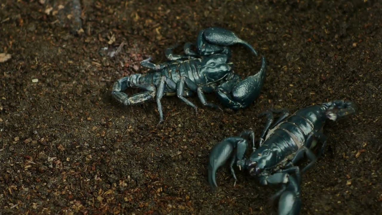 Lots of Scorpions 4K