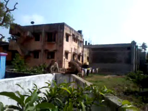 Monkeys relishing on fruits in home#Homegarden#monkeys#gardening