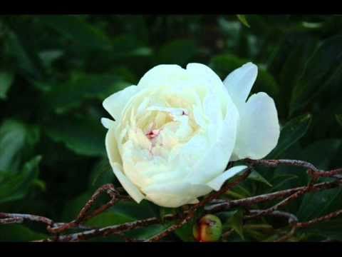 Ans. Pogum - Beli cvet