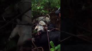 Big Island Hawaii Pig Hunt in Volcano Forest