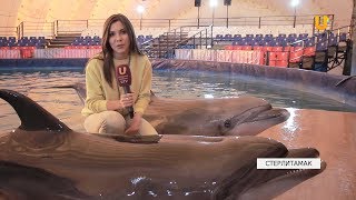 Новости UTV. Шоу дельфинов теперь и в Стерлитамаке!