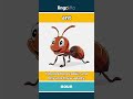 ant - a tiny insect that lives in... video thumbnail