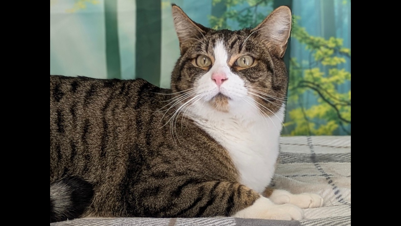 Enlarge Emu, a ADOPTABLE mixed breed in Republic, WA video 6/6