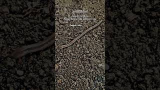 Download lagu Story wa Cacing🔥Bergerak bila diinjak@EmRuudstory #storywa #motivation #animals #quotes #shorts mp3