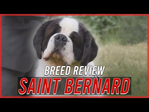 SAINT BERNARD BREED REVIEW