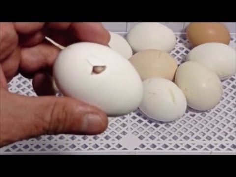 , title : 'Incubadora automática para 15 huevos  Ventajas e inconvenientes'