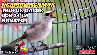 Download lagu TRUCUKAN GACOR ROPEL PANJANG nonstop 24 jam masteran burung bahan mp3 Download lagu TRUCUKAN GACOR ROPEL PANJANG nonstop 24 jam masteran burung bahan mp3