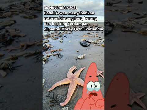 , title : 'KABAR FAUNA | 30112021, Ratusan bintang laut terdampar di pantai | Turut berduka cita ya Patrick😢'