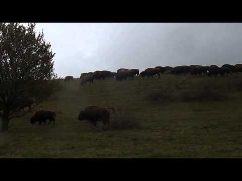 Crescatorie bizoni Recea Cristur judetul Cluj 11 aprilie 2014 voceatransilvaniei ro