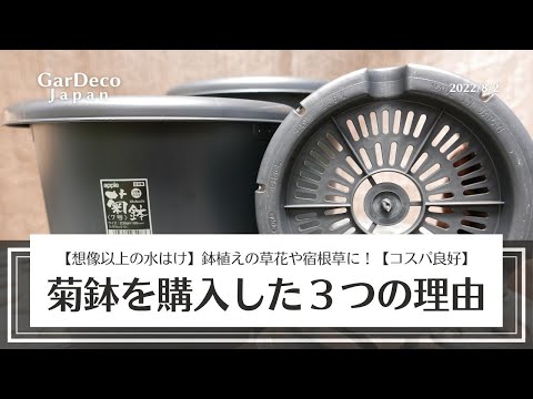 鉢植えの菊: 5 つの重要な手入れのヒント 植物