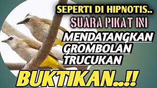 Download lagu Trucukan gacor SUARA PIKAT TRUCUKAN PALING AMPUH 2... mp3