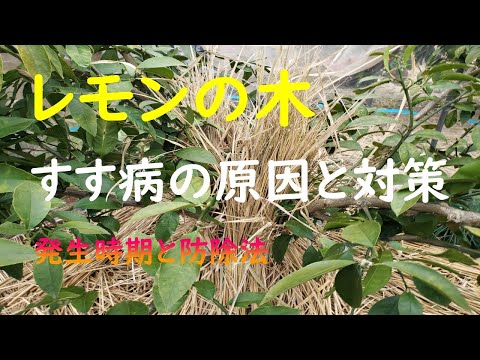 レモンの木の病気 カイガラムシ 昆虫の殻 寄生虫を駆除するためのヒント