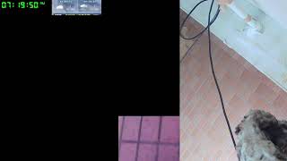 【ツバメさんSwallow】202310電線空配信だったけどカメラおかしくてだめでございます´・ω・｀)Wild birds