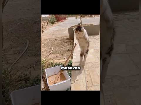 Почему у котов такая быстрая реакция