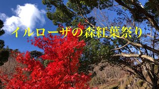 イルローザの森　紅葉祭り　神山森林公園　徳島県
