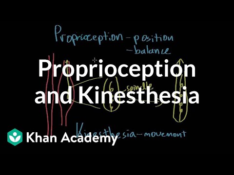 image-Where is the kinesthetic sense?