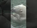 POLAR BEAR Chewing on a Stick is the Largest Land Carnivore Male Boar is Twice as Big as Female Sow