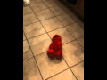 Elmo Laughing