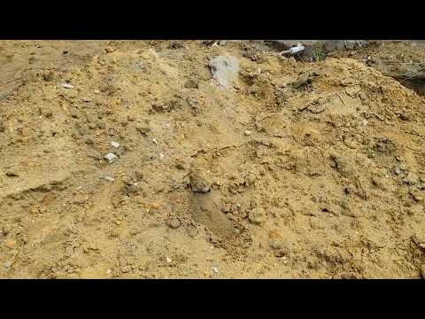 Cicada Killer Wasps Don't Want a Pool Built in Freehold, NJ