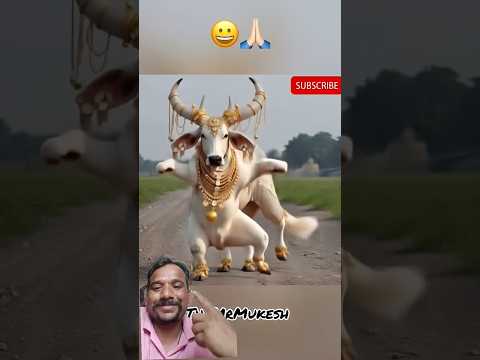 🤠🤠🤠🤠👍🏼👍🏼🙏🏼 #cow #funny#ramu #dance