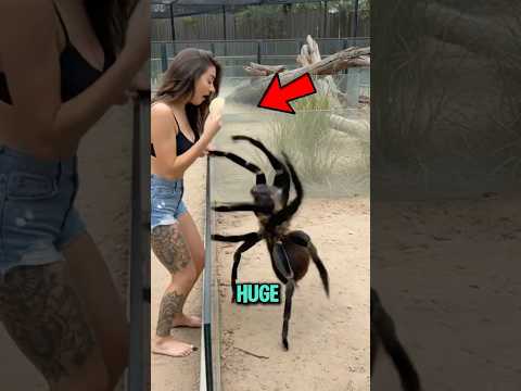 Top 3 Giant Spiders Crawling on Earth 😱