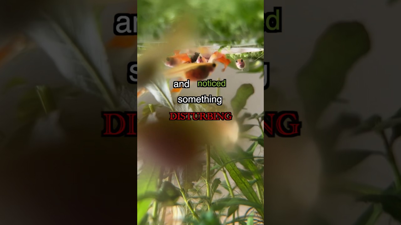 Why did my black mystery snail die? Tipseri