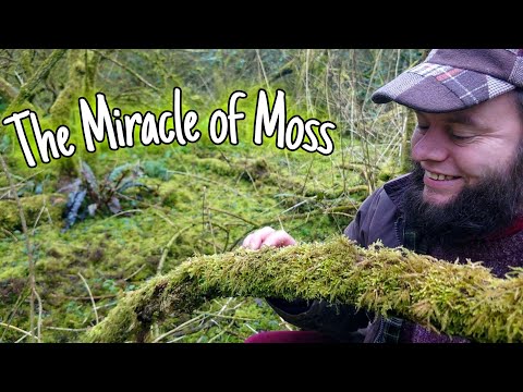 The Ancient Miracle of Moss! You Won’t Believe What It Can Do! 🌱