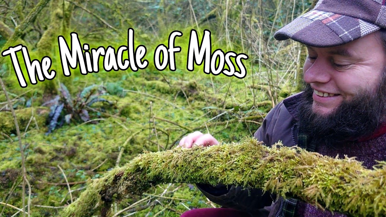 The Ancient Miracle of Moss! You Won’t Believe What It Can Do! 🌱