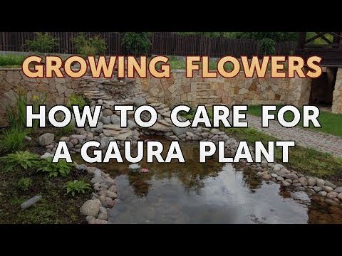 How to Grow Lantana From Saved Seeds