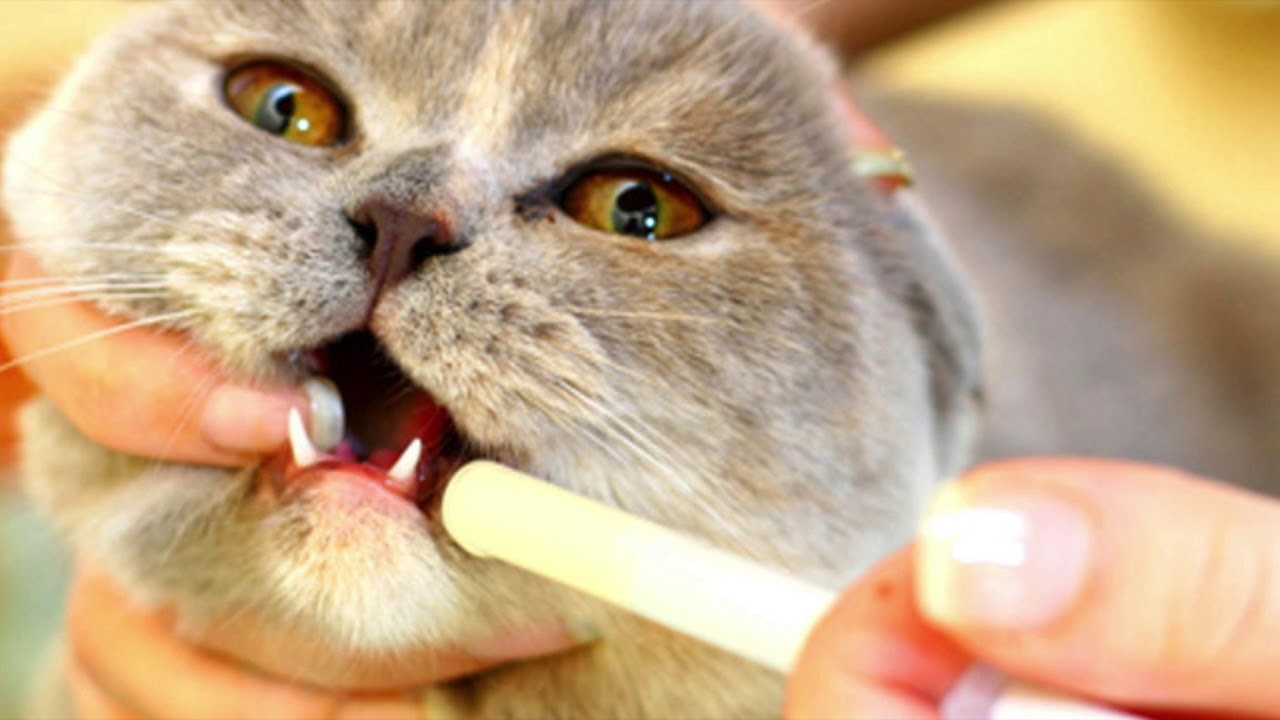 Come dare medicamenti a gatti e cani!  - Centro Veterinario Cornaredo