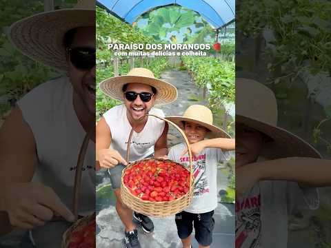 PARAÍSO DOS MORANGOS 🍓 #morango #novafriburgo #riodejaneiro