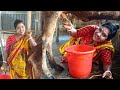 Village Cow Milking By Wife Cow Milking By Hand