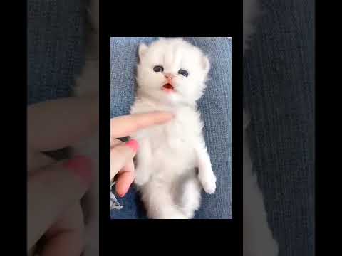 cats #shorts #cats #funny (2)