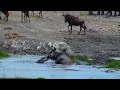 Crocodile Breaks Wildebeest S Jaw