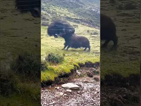 Mongolia's Wild Yaks | Ultimate Territory Battle | 2000 POUNDS of Pure Power🔋#animals #wildassent