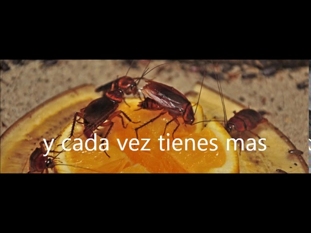 Vídeo relacionado con Zactly Exclusivo kit de caja de madera 9 en 1 para fumadores con papel crudo tamaño King + cucaracha, máquina de rodar KS, puntas preenrolladas, trituradora, tubo de fumar y malla de acero