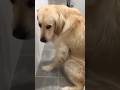 Guilty Dogs Compilation 2024 😂 | #shorts