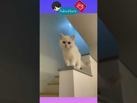 Gatito que rie! 😆🐱 #gatosgraciosos #gatos #mascotas #gatitos