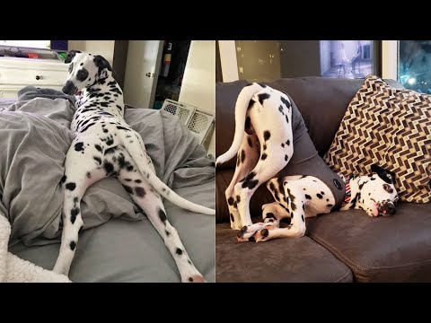 FUNNY AND CUTE DALMATIANS - THIS IS THE MOST LOVELY AND FUNNIEST VIDEO!!! Funny Pets 🐶🤍