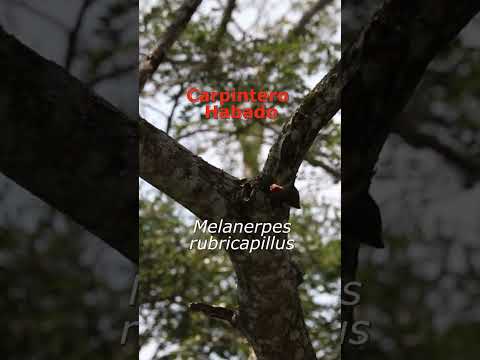 Aves de La Dorada, Caldas 🟡🪽