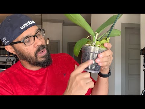 Orchid Care- Here's What I Did To Those Orchids, Rescue Update