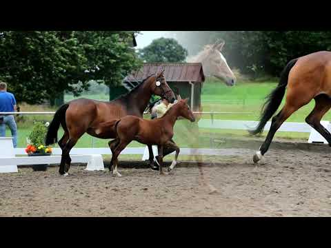 Nr. 33 Stute von Donier-Hotline-Lauries Crusador xx